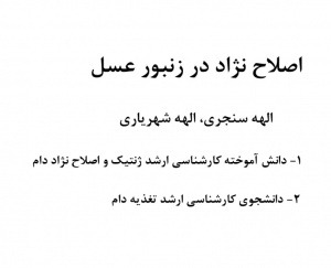 اصلاح نژاد در زنبور عسل